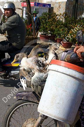 Ducks ride to market on a motorbike in Hue, Vietnam.
