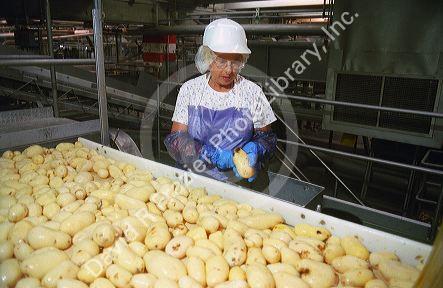 Workers use knives to remove blemished potatoes from a sorting line in a processing plant.