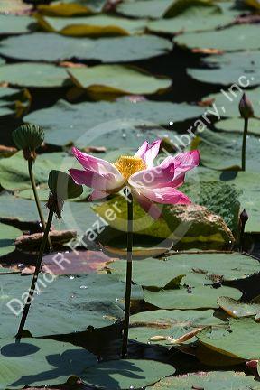 Lotus flowers grow in a water garden at the Saigon Zoo and Botanical Gardens in Ho Chi Minh City, Vietnam.