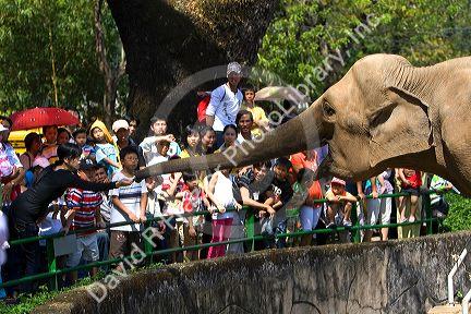 Visitors feed sugar cane to an asian elephant at the Saigon Zoo and Botanical Gardens in Ho Chi Minh City, Vietnam.