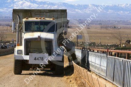 Truck dumping feed ration to cattle on a feedlot in Grand View, Idaho, USA.