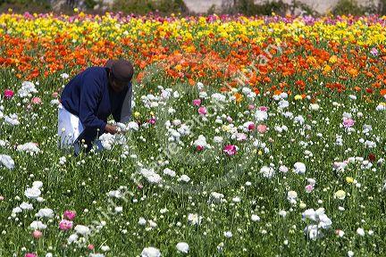 Workers harvest colorful ranunculus flowers growing at The Flower Fields of Carlsbad, Southern California, USA.