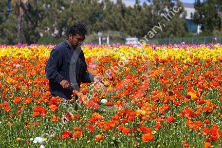 Workers harvest colorful ranunculus flowers growing at The Flower Fields of Carlsbad, Southern California, USA.