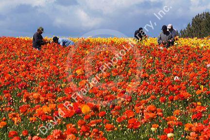 Workers harvest colorful ranunculus flowers growing at The Flower Fields of Carlsbad, Southern California, USA.