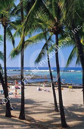 Palm trees and a beach scene at Kahaluu Park on the big island of Hawaii.