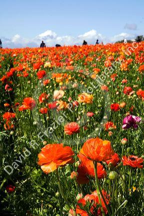 Workers harvest colorful ranunculus flowers growing at The Flower Fields of Carlsbad, Southern California, USA.