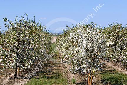 Apple blossoms on trees in an orchard near Parma, Idaho, USA.
