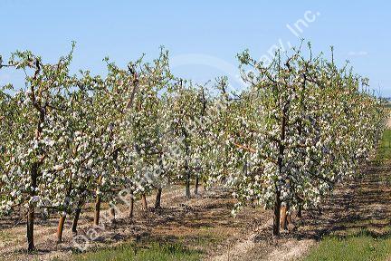 Apple blossoms on trees in an orchard near Parma, Idaho, USA.