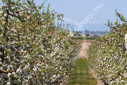Apple blossoms on trees in an orchard near Parma, Idaho, USA.