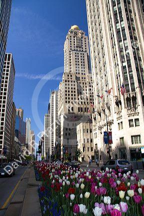 Tulip flowers growing in the city of Chicago, Illinois, USA.