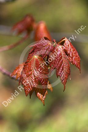 Spring maples leaves in the Upper Peninsula of Michigan, USA.