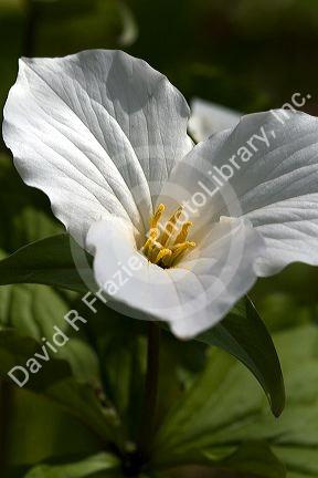 Trillium flowering plants growing wild on the forest floor in Upper Peninsula of Michigan, USA.
