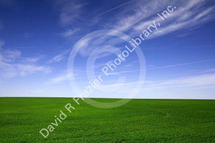 Green wheat fields in Washington County, Colorado, USA.