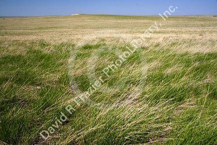 Tall grass prairie in South Dakota, USA.