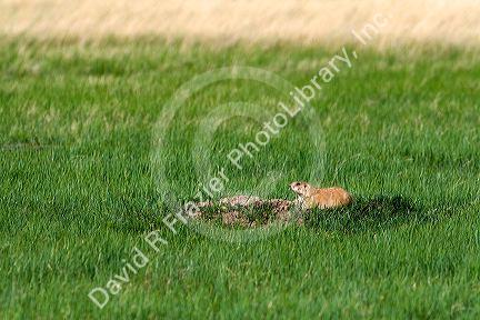Black-Tailed Prairie Dog in the tall grass prairie of South Dakota, USA.