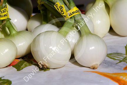 Spring onions grown organically being sold at a farmers market in Boise, Idaho, USA.