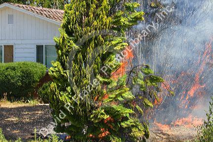 A hedge of arborvitae on fire in Canyon County, Idaho, USA.