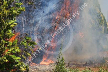 A hedge of arborvitae on fire in Canyon County, Idaho, USA.