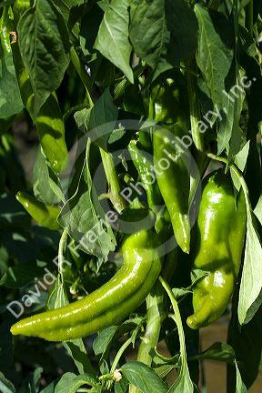 Anaheim peppers grow on the plant in a community church garden located in Garden City, Idaho, USA.
