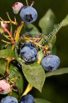 Blueberries grow on the plant near McMinnville, Oregon, USA.