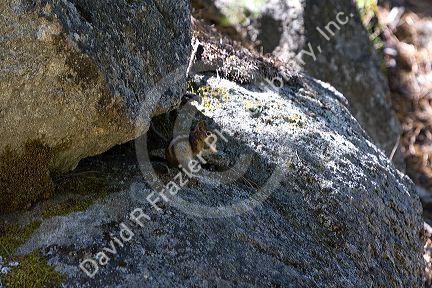 Golden-mantled Ground Squirrel in the Boise National Forest near Cascade, Idaho, USA.