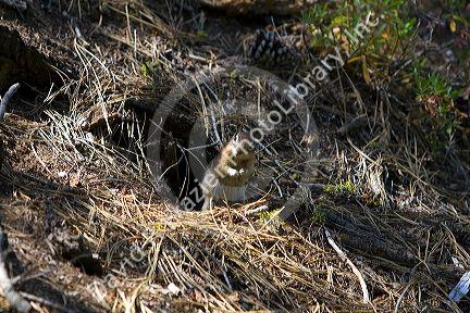 Golden-mantled Ground Squirrel in the Boise National Forest near Cascade, Idaho, USA.