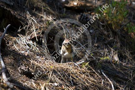 Golden-mantled Ground Squirrel in the Boise National Forest near Cascade, Idaho, USA.