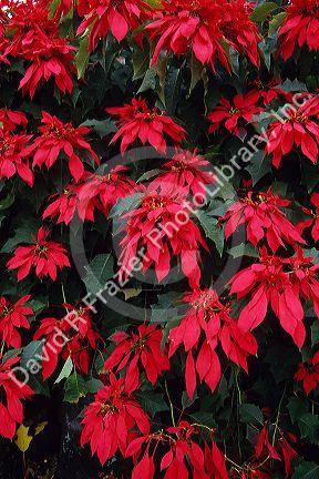 Poinsettia flowering plants grow wild in Hawaii, USA.
