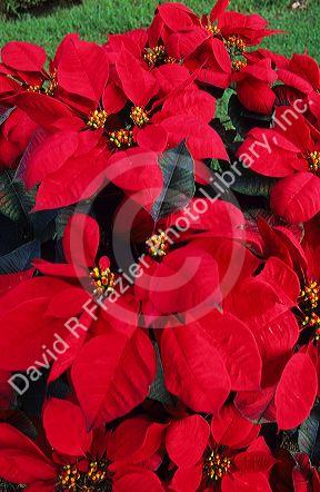 Poinsettia flowering plants grow wild in Hawaii, USA.