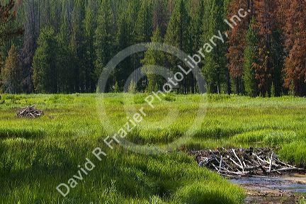 Beaver Dam built in a stream in the Boise National Forest, Idaho, USA.