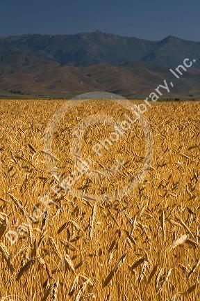 Ripe wheat fields in Camas County, Idaho, USA.