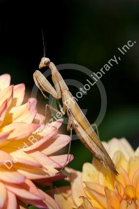 Tan colored praying mantis in Boise, Idaho, USA.