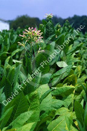 Tobacco farm in Tennessee, USA.