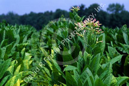 Tobacco farm in Tennessee, USA.