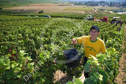 Workers hand harvest grapes from a vineyard in the Champagne province of northeast France.