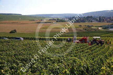 Workers hand harvest grapes from a vineyard in the Champagne province of northeast France.