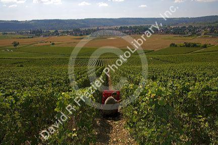 Picker harvesting grapes from a vineyard in the Champagne province of northeast France.