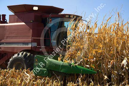 Corn harvest in Ada County, Idaho.