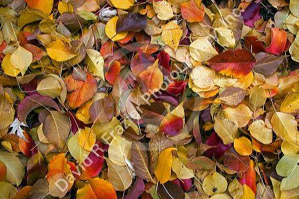 Colorful autumn leaves in Idaho.