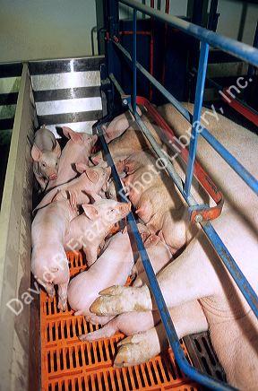 Piglets and their mother in a farrowing pen at a hog farm.