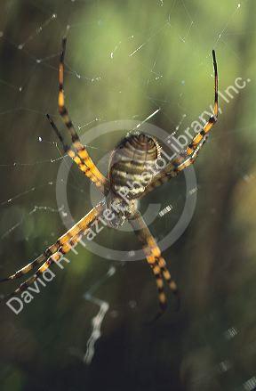 Garden Spider in a web.