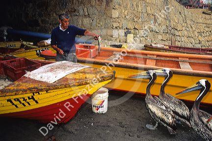 Chilean fisherman feeding pelicans fish at Concon,Valparaiso, Chile.