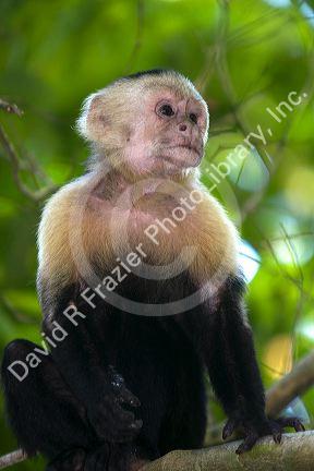 White-headed capuchin monkey in the Manuel Antonio National Park in Puntarenas province, Costa Rica.