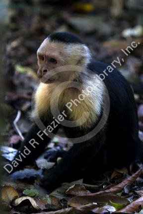 White-headed capuchin monkey in the Manuel Antonio National Park in Puntarenas province, Costa Rica.