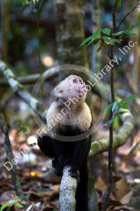 White-headed capuchin monkey in the Manuel Antonio National Park in Puntarenas province, Costa Rica.