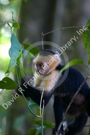 White-headed capuchin monkey in the Manuel Antonio National Park in Puntarenas province, Costa Rica.