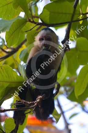 White-headed capuchin monkey in the Manuel Antonio National Park in Puntarenas province, Costa Rica.