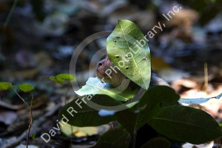 White-headed capuchin monkey in the Manuel Antonio National Park in Puntarenas province, Costa Rica.