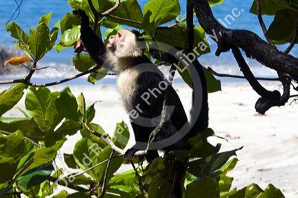 White-headed capuchin monkey in the Manuel Antonio National Park in Puntarenas province, Costa Rica.