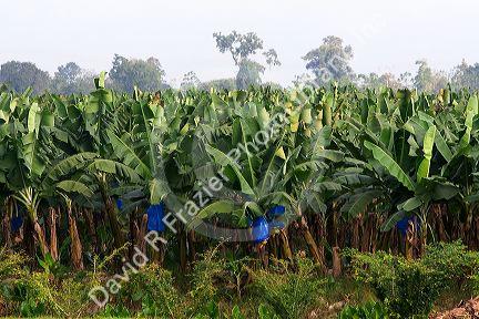 Banana plantation near Siquirees, Limon province, Cosa Rica.